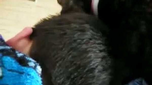 Sleeping Boy Gets A Wake Up Kit Cat Bath