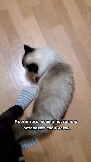 Как кошки узнают людей смотреть онлайн