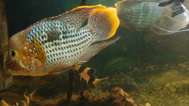 Акара бирюзовая 🐠