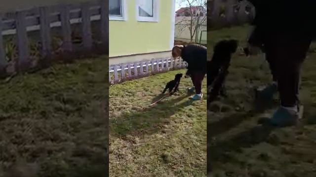 Попрыгунчик Роман-Кош Хич Делайт.2мес. Калуга. сын Цирцеи, Пульки и АР Зигзаг Удачи. 9 апреля 2023г смотреть онлайн