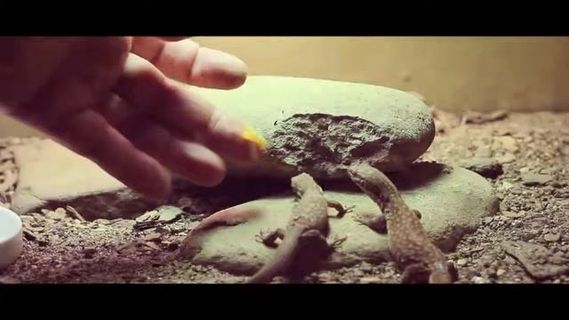 Yellow ackies getting handfed a treat! смотреть онлайн