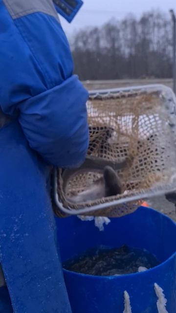 Запуск, палии, форели и гольца смотреть онлайн