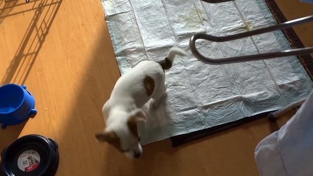 DIY дрехи със стикери и малък Тайсън смотреть онлайн