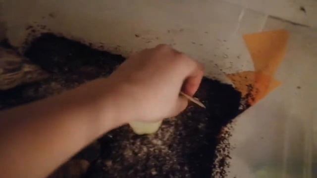 Чем я кормлю моих улиток? смотреть онлайн