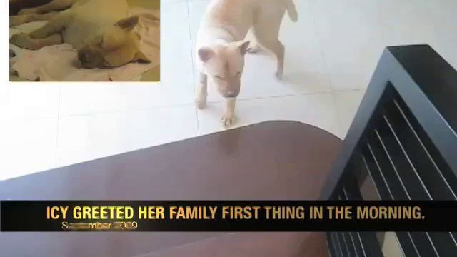 Keep The Faith: Hope for Distemper Dogs смотреть онлайн