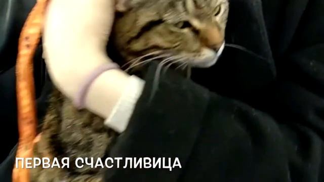 WOOF FEST 2019 / Наши кошки смотреть онлайн