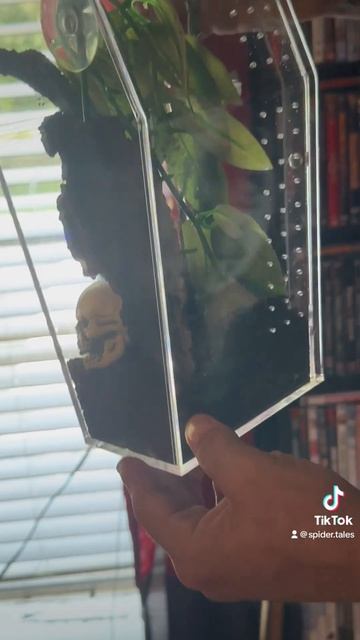 My coffin enclosure from Tarantula Cribs!!!! смотреть онлайн