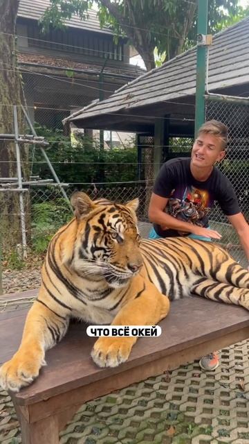 ДА, экспертам есть чему поучиться у тигров! смотреть онлайн
