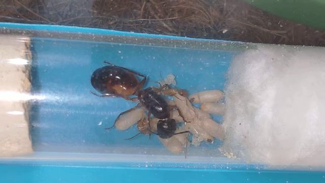 Camponotus sanctus + Camponotus thoracicus смотреть онлайн