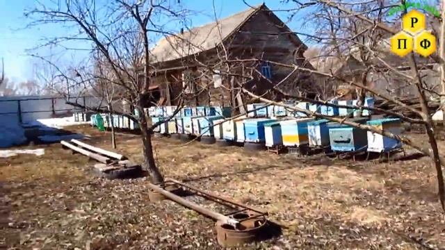 Первый облёт пчёл в апреле смотреть онлайн