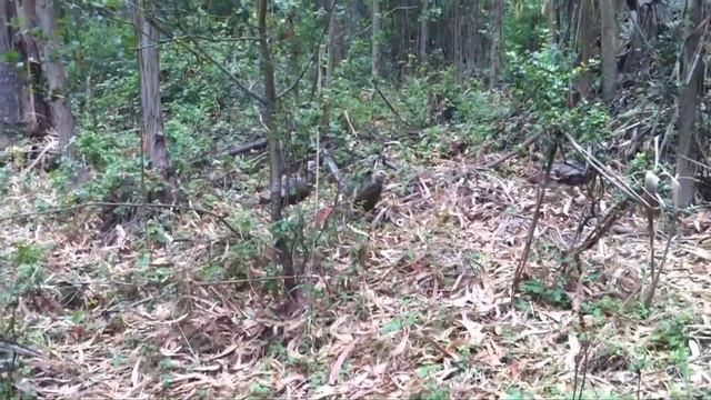 Song A Day #568: Turkeys In The Woods смотреть онлайн