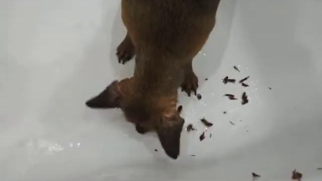 Любимые шишки смотреть онлайн