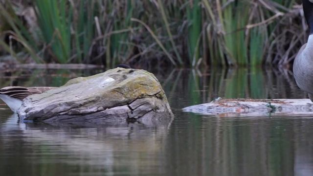San Francisco Botanical Garden - Relaxing Nature Video - Plants & Birds смотреть онлайн