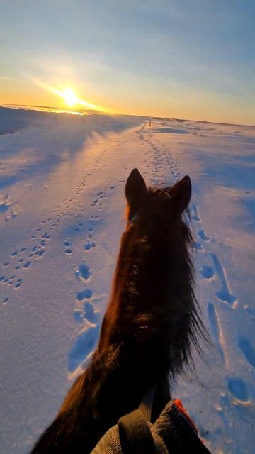 конная прогулка, зимой на лошади. видео без фильтра #horseriding #horse #лошадь #прогулка смотреть онлайн