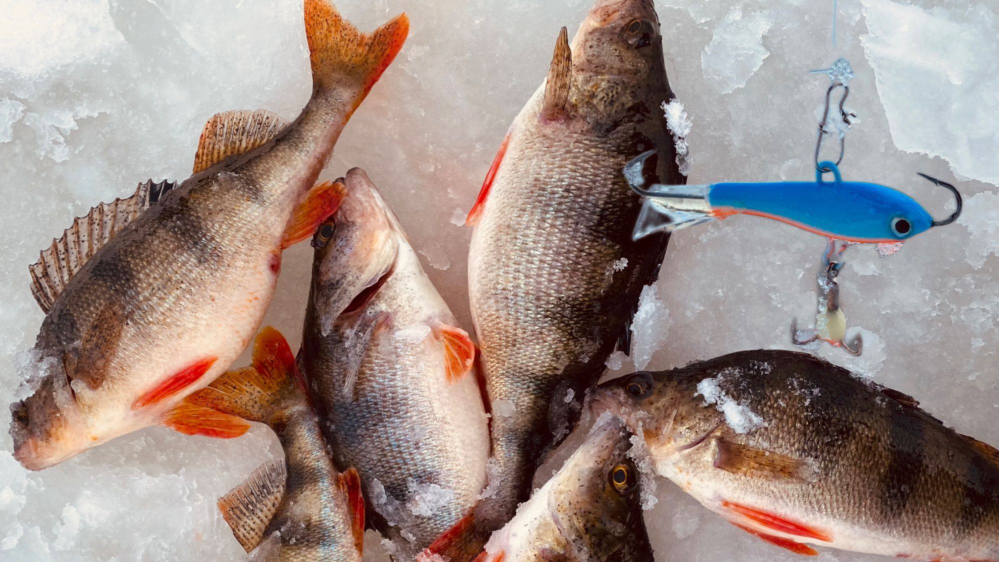 УДАЧНО ПОПАЛ на КЛЕВ ЖОР ОКУНЯ на балансир Рыбалка зимой на реке со льда 2025 смотреть онлайн