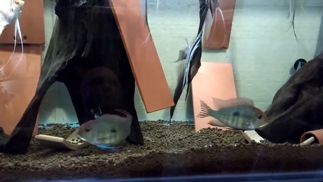 Altum y peruvian albino,geopfhagus смотреть онлайн