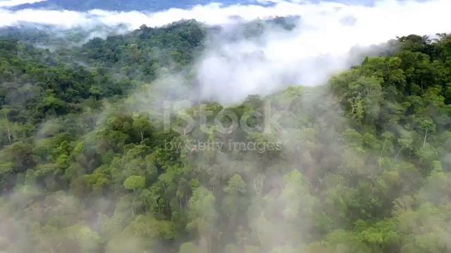 Amazon rainforest Amazon Rainforest Wildlife sanctuary 8K VIDEO ULTRA HD смотреть онлайн