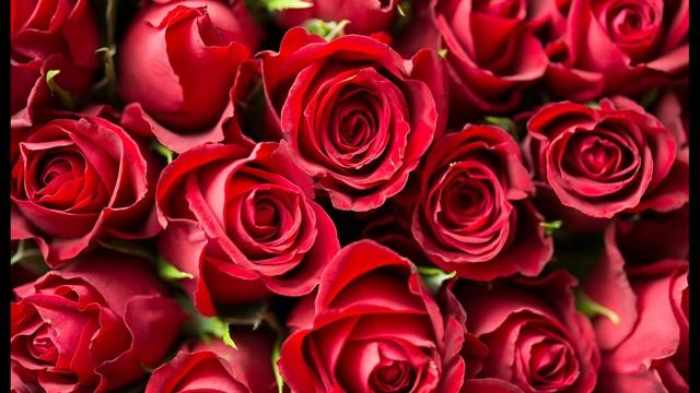 С Днём рождения, Подруга, ты просто мечта! С Днём рождения, Подруга, ты просто мечта!