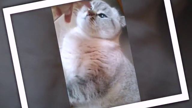 Не обежайти котов смотреть онлайн