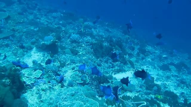 DIVING Lembongan juillet aout 2016 смотреть онлайн