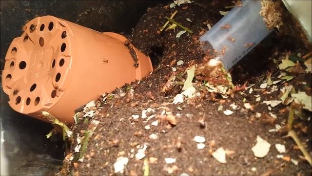 Atta cephalotes bicolors daily life смотреть онлайн