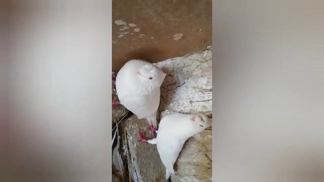 #Голуби Узбекистан# Голуби Наманган# смотреть онлайн