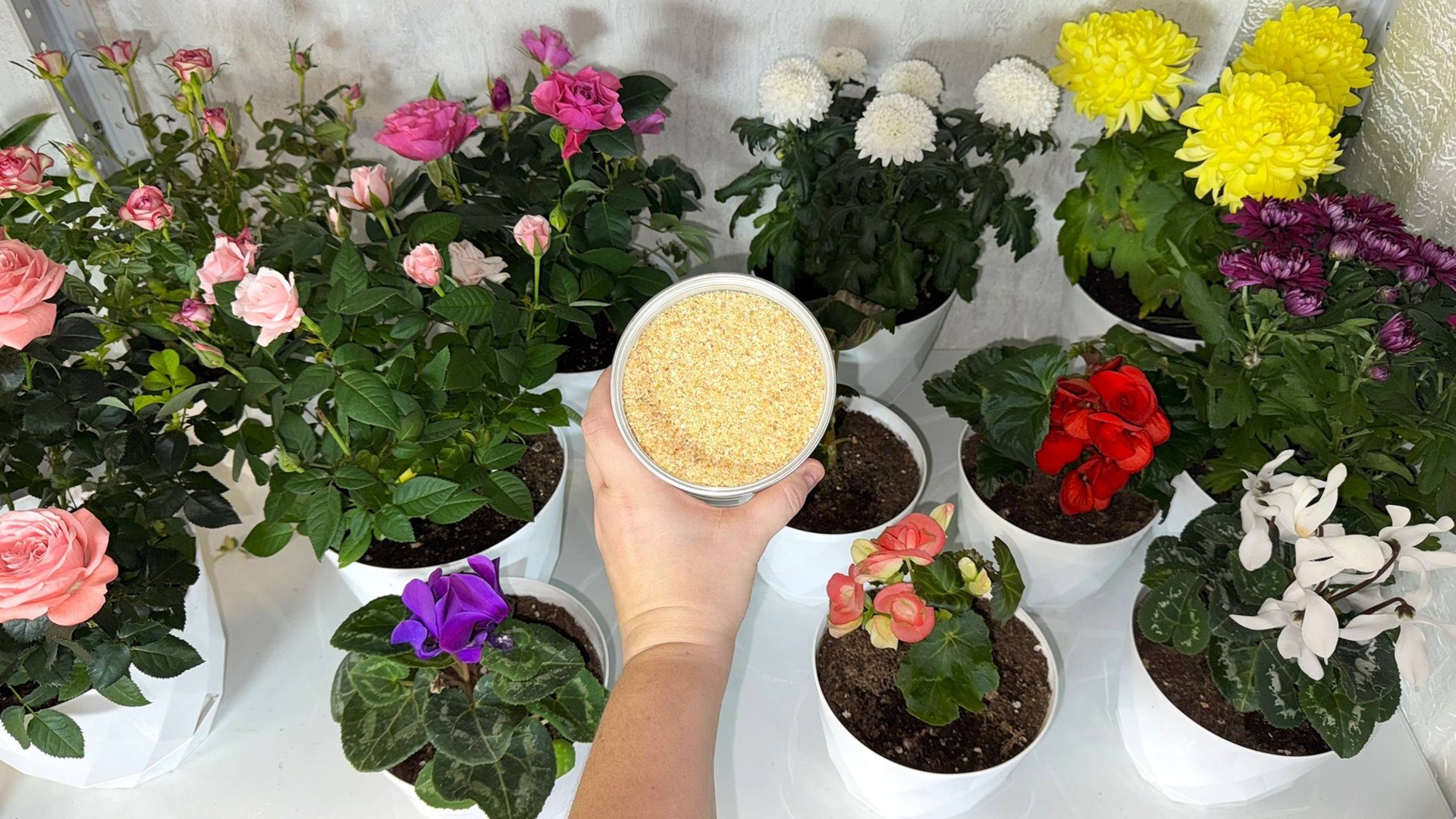 СРОЧНО в ФЕВРАЛЕ НАЛЕЙ под ГЕРАНЬ и Любые КОМНАТНЫЕ ЦВЕТЫ и даже чахлый цветок вмиг ЯРКО ЗАЦВЕТЕТ смотреть онлайн