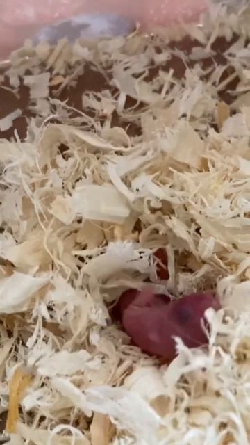 Джунгарский хомяк родил малышей смотреть онлайн