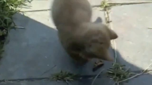 УЛЁТНОЕ ВИДЕО УБОЙНЫЕ РЖАЧЬНЫЕ ПРИКОЛЫ С ЖИВОТНЫМИ смотреть онлайн