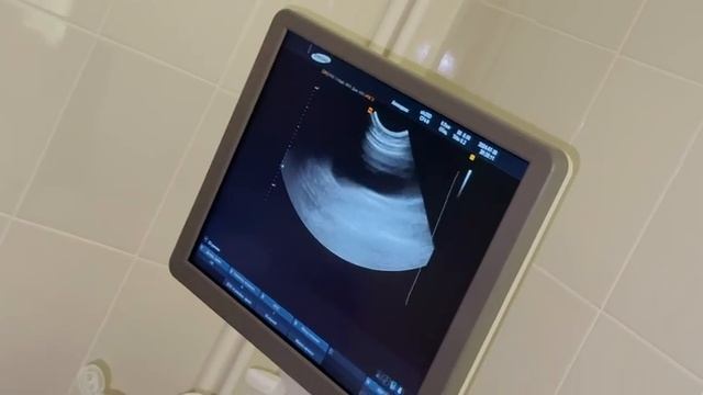 УЗИ животным