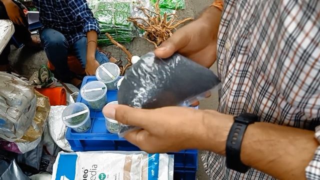 GALIFF STREET AQUARIUM PLANT MARKET | AQAUARIUM ACCESORIES ITEMS AVAILABLE IN KOLKATA | PART-1 смотреть онлайн