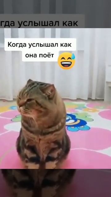 КОТ УСЛЫШАЛ КАК ПОЁТ ХОЗЯЙКА 😂 смотреть онлайн