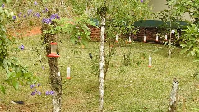 Hummingbird Garden at Rio Santiago in Honduras смотреть онлайн