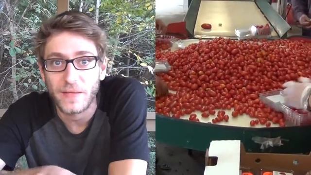 Growing for Wholesale Standards: Sweet Cherry Tomatoes смотреть онлайн