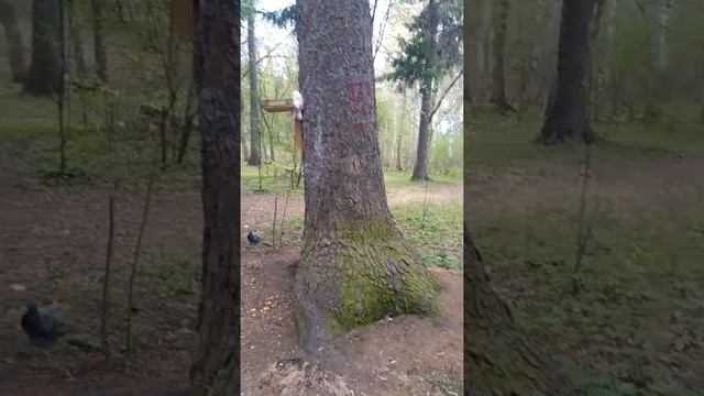 Белки в Тимирязевском лесу смотреть онлайн