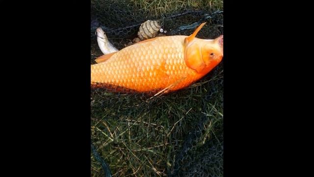 Редкая рыба! смотреть онлайн