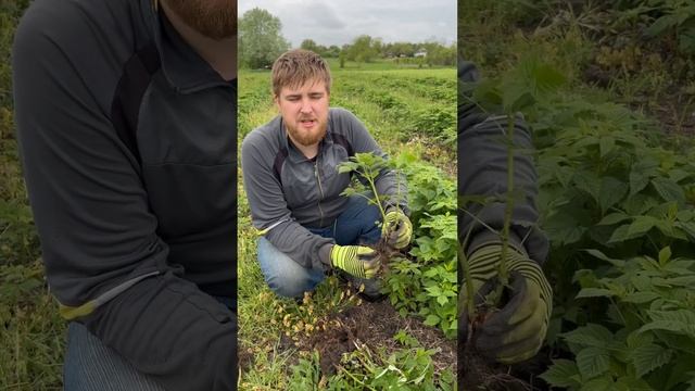 Копаем малину🌱 на продажу. Отправляем по всей России. #адыгея #малина #саженцы #ожизнинаюге #ягода смотреть онлайн