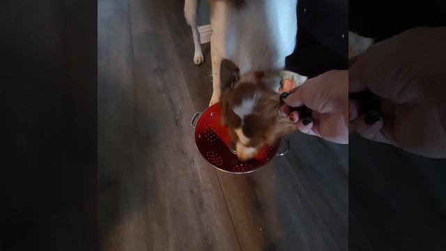 Scent work - trying new things смотреть онлайн