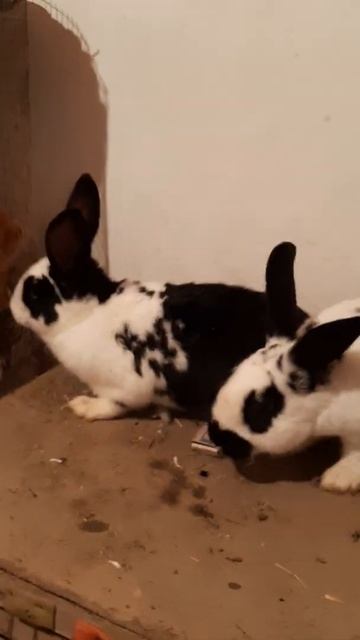 Куён бабочка парода смотреть онлайн