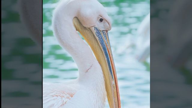 पक्षियों से जुड़ी 10 मजेदार बातें | 10 intresting fact about bird's | bird's facts in hindi | #shor смотреть онлайн