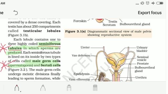 12th NCERT BIOLOGY HUMAN REPRODUCTION смотреть онлайн