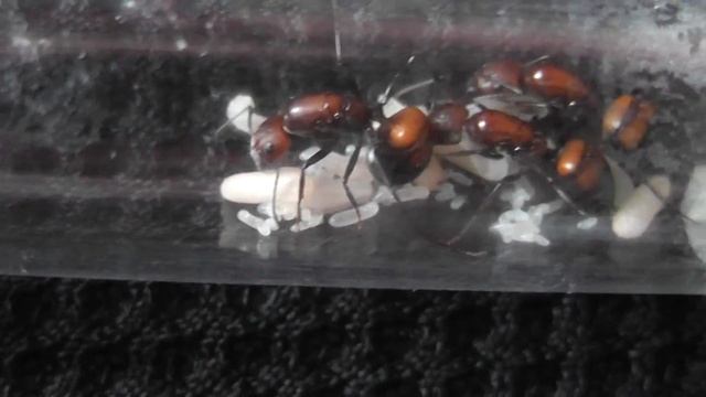 Camponotus nicobarensis 3 queens and brood смотреть онлайн