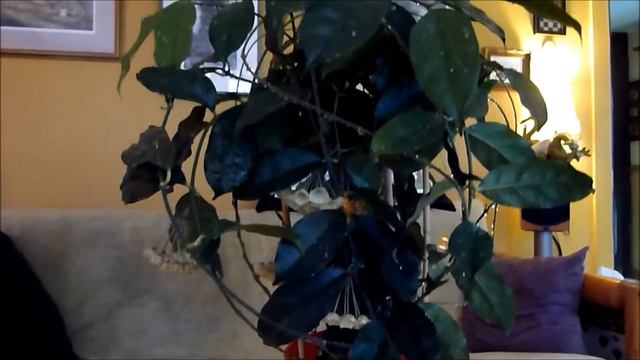 A Visit with Hoya campanulata смотреть онлайн