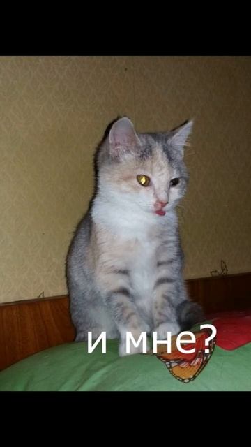 история спасения Шпильки в описании #pets #животные #cat #cats #историяизжизни #funnyanimals #short смотреть онлайн