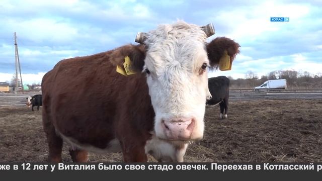 Лимузин на копытах смотреть онлайн