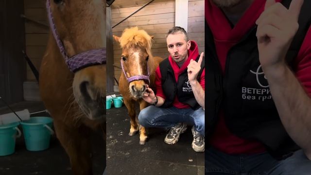 Удаление премоляра у пони. Кариес. Остеодистрофия. смотреть онлайн