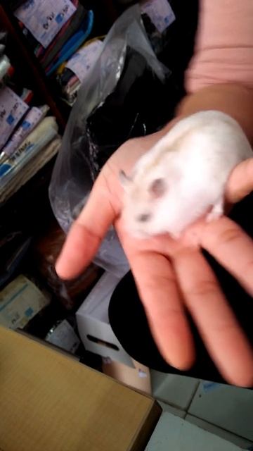 Winter White pearl yellow line black eye cute смотреть онлайн