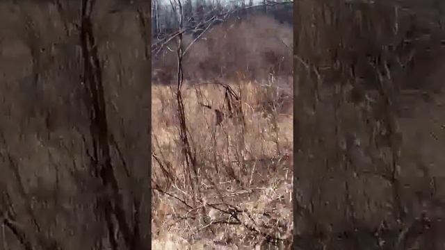 Лоси на водопое смотреть онлайн
