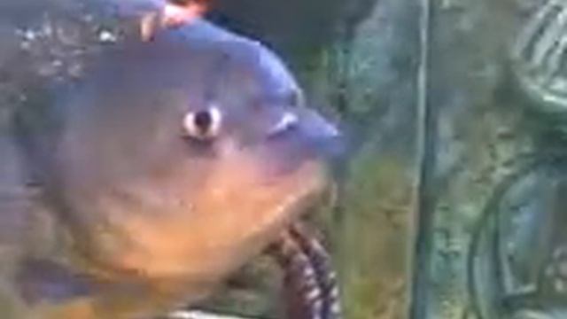 Piraña en Atlantis 2007 смотреть онлайн