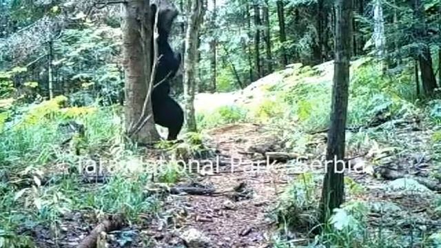 Najava izlozbe mrki medved NP Tara смотреть онлайн